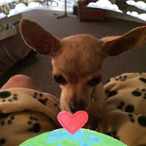 Meet your Posher, Ann